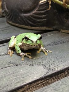 2018-06-17_08-56-20_285-2